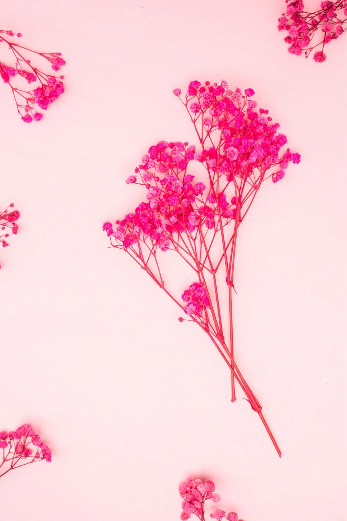 Schleierkraut rosa
